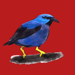 蓝色小鸟水彩画