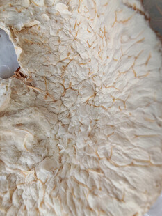 纹理独特的内果皮特写