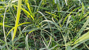 翠绿繁茂的丛生植物