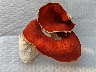 橙红色橘子皮特写