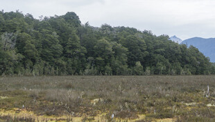 广袤原野与葱郁树林景观