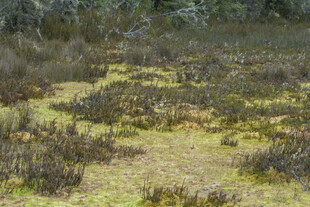 荒野草地景观
