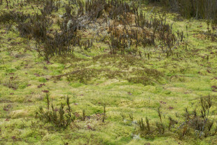野外草地植被景象