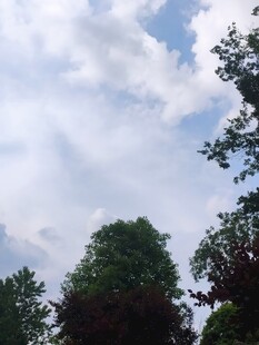 蓝天白云下的葱郁树木