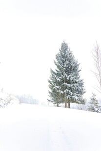 冬日雪景中的挺拔松树