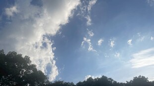 蓝天绿树间的云朵
