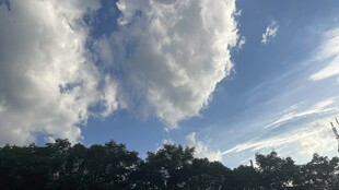 蓝天白云下的树梢美景