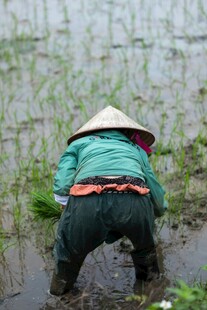 农民水田插秧劳作场景