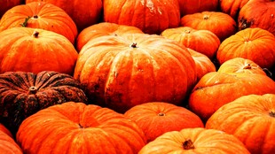 堆积的多彩南瓜