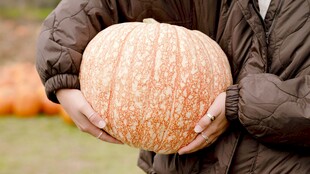 双手捧大南瓜的温馨画面