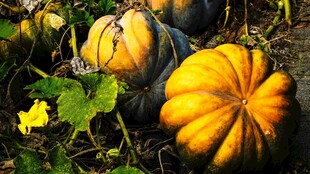 田园中的多彩南瓜