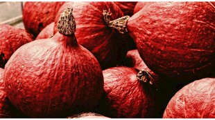 一堆饱满的红皮南瓜