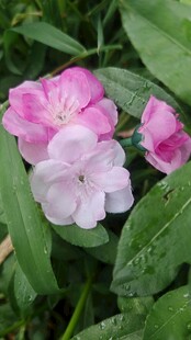 布艺花朵绽放绿叶间