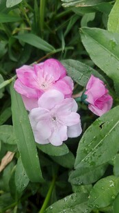 布艺粉色花朵与绿叶相伴