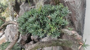 岩石上的罗汉松