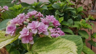 娇艳绣球花绽放于绿叶间