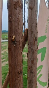 树干上的绿色涂鸦艺术