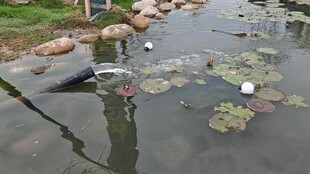池塘中水流与睡莲