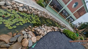 庭院中的水景与绿植景观