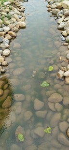 水中漂浮的绿色莲叶