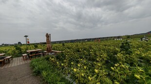 田园花海中的漫步小径
