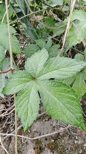 野外生长的掌状叶片植物