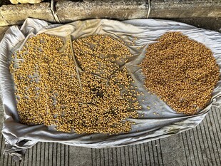 两堆不同谷物展示