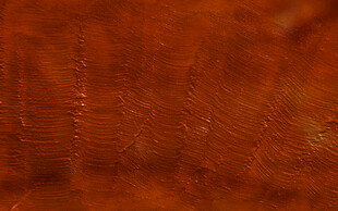 棕红色木纹纹理背景图