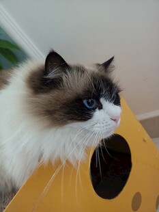 一只可爱的布偶猫
