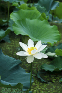 荷花