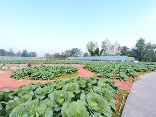 田园蔬菜种植景观