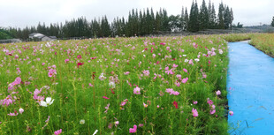 格桑花花海