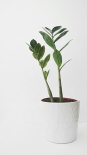 白色花盆中的绿植