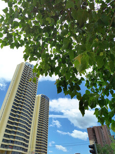 绿树掩映下的城市高楼