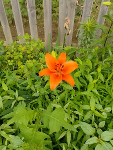 栅栏旁绽放的橙色百合花