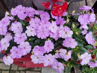 缤纷紫花盆栽