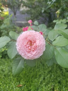 娇艳粉色月季花绽放