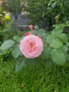 娇艳粉色玫瑰绽放于绿草间