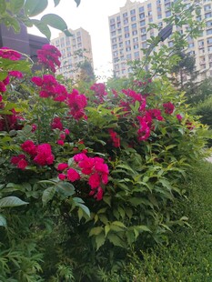 城市中绽放的艳丽花丛