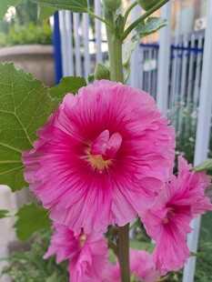 娇艳粉色蜀葵花绽放