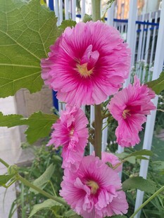 艳丽蜀葵花绽放