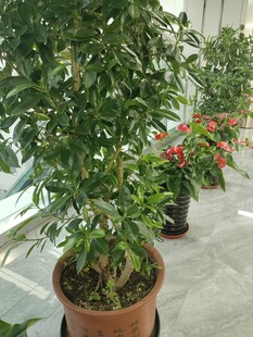室内盆栽绿植展示