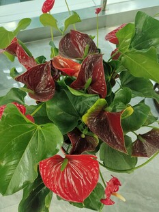 红掌绿植盆栽特写