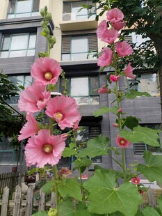 粉色蜀葵绽放于楼前