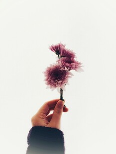 手擎梦幻紫绒花