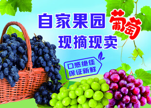 葡萄海报