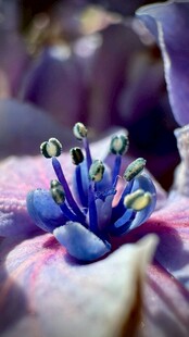 蓝紫花