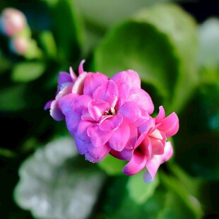 长寿花