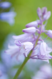 风铃花