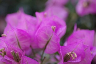 叶子花
